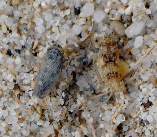 Euscelidius variegatus